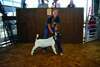 Goat Herdsmanship- Macy Hamlin
