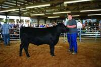 Cattle Herdsmanship Award- Jackson Putnam